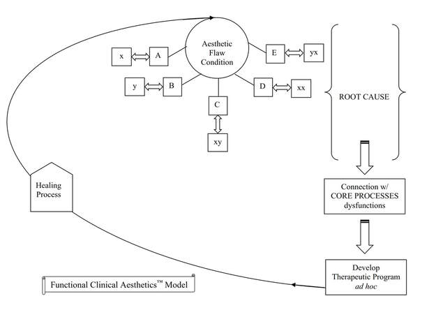 Functional Clinical Aesthetics Model